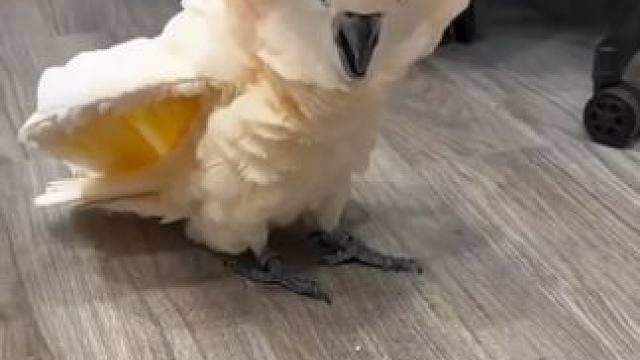 鸟中哈士奇 #国外视频分享 #奇妙的动物 #萌宠