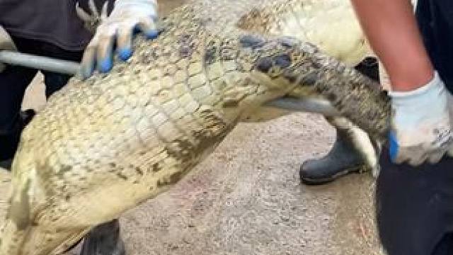 鳄鱼精华，一樽藏乾坤——养生鳄鱼酒