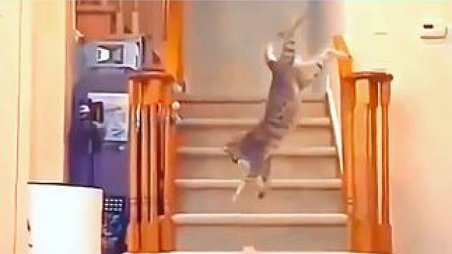 沙雕动物迷惑行为大赏~