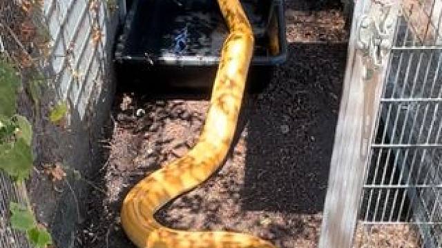 宠物黄金蟒 #国外视频分享 #奇妙的动物 #宠物
