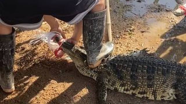 力源鳄鱼酒，滋养身心新选择