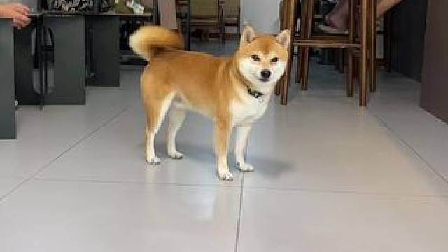 没有信任了 #柴犬 #萌宠日常记录 #柴柴日常 #我的小狗真的好像个小宝宝 #养狗日常