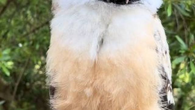 宠物眼镜鸮 #国外视频分享 #奇妙的动物 #宠物