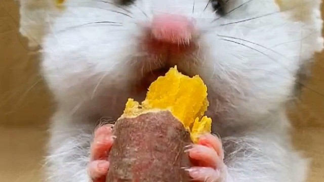 沉浸式吃烤红薯