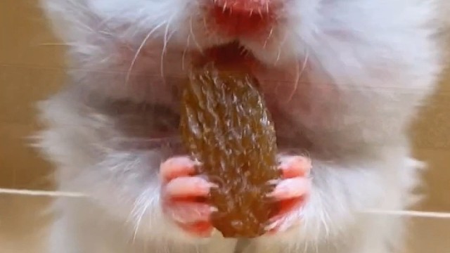 沉浸式吃葡萄干