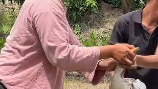 地包天来了做早餐吃了 #我的乡村生活 #原始美味 #农村生活 #东南亚八面佛