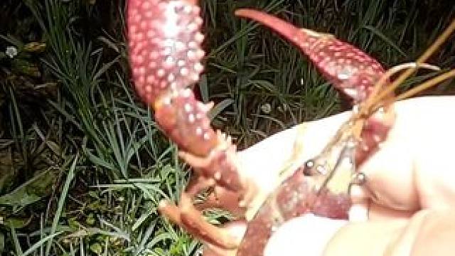 天马上黑了，要搞货的赶紧来哦，今晚主打抓小龙虾。#户外钓鳝 #真实户外 #抓龙虾 #捉螃蟹 