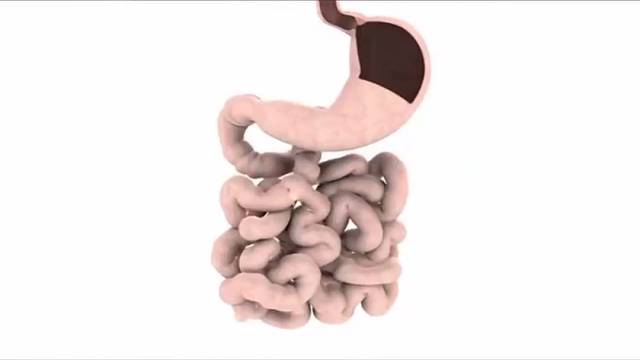 了解狗狗胃扩张-扭转综合征