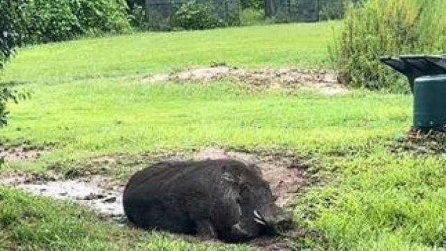 草原网红疣猪蓬蓬 #国外视频分享 #宠物 #疣猪