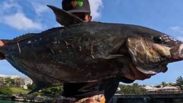 #国外视频分享 #好大一条鱼 #钓鱼的乐趣只有钓鱼人懂