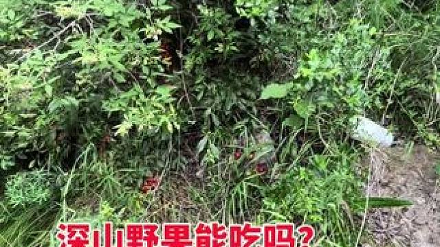 吃了几个品尝一下#大自然的馈赠 #荒山野岭 #深山老林 #走进大山深处 #野生植物