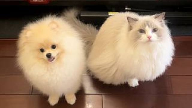 当你拥有了冻干盒，全世界都吻了上来 #万物可爱计划 #可爱在我家 #宅家治愈记