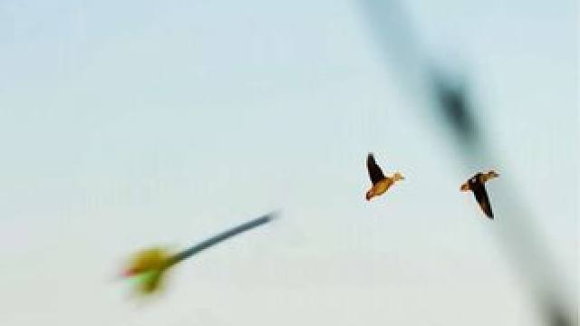 国外驱赶农场害鸟和郊狼 #动物世界 #国外合法狩猎 #解说版动物世界