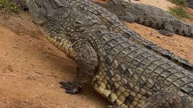 畅饮鳄鱼骨肽酒 拥抱健康生活
