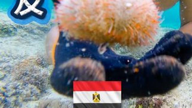 环球赶海  新手·赶海保护期 #埃及 #钓鱼 #赶海 #旅行 #VLOG