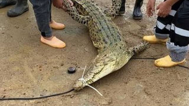 鳄鱼骨肽酒 给你无尽活力源泉