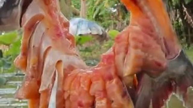 麻辣水煮鱼 #东南亚八面佛 #我的乡村生活 #原始美味 #农村生活