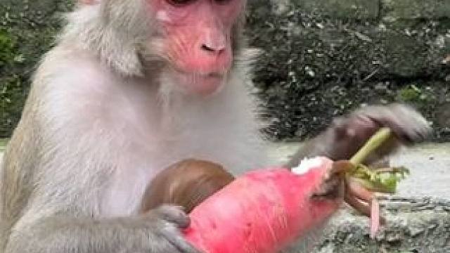 猴子吃萝卜 #国外视频分享 #野生动物零距离 #猴子成精