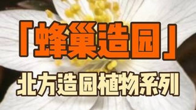 一种植物让你的花园更加生动！
#花园生活 #庭院花园 #花园植物 #景观 #造园