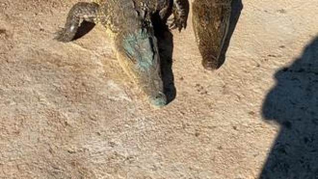 醇香浓郁，回味悠长，鳄珍鳄鱼酒！