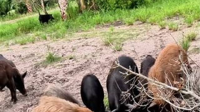 国外驱赶农场中的野猪，方法太温柔 #纪录片解说 #原始技术 #荒野求生