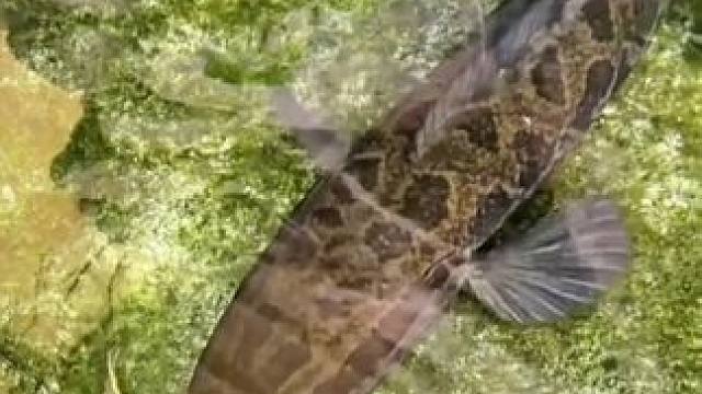 娱乐娱乐娱乐一下#你学会了吗