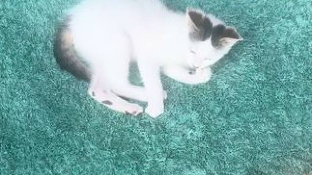 #记录猫咪日常 #悠闲的摆烂小猫 #无忧无虑的小猫咪 #这小猫谁养谁不迷糊啊 #动物的迷惑行为