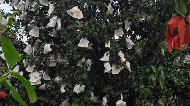 #果农分享日常生活