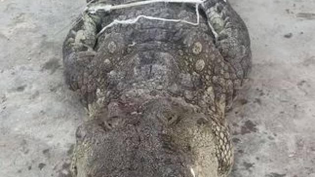 等咱有了钱，鳄鱼卖一条送一条#雷军年度演讲