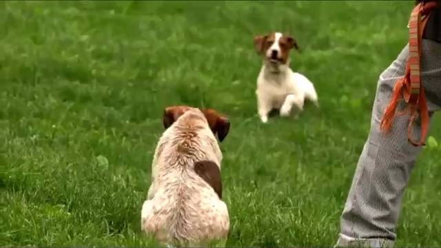 步步为营，成就与狗狗的精彩互动之旅