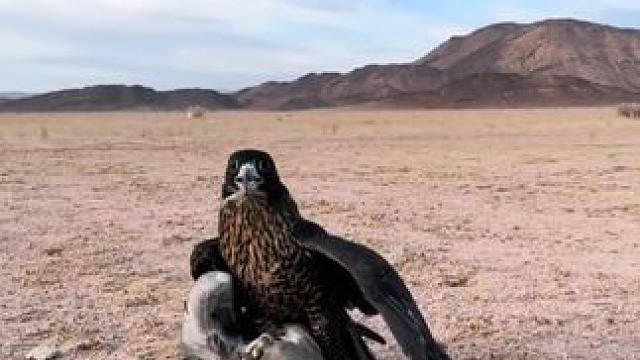 阿拉伯土豪的宠物游隼捉鸭子 #国外视频分享 #奇妙的动物 #宠物