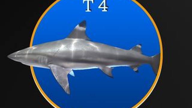 钓鱼大师里的鱼现实中长什么样最终章！ #钓鱼 #欢乐钓鱼大师