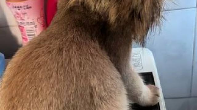 这是一只威震世界的猛虎 #看看你家“威震世界的猛虎” #猛兽#这个世界不能没有小猫