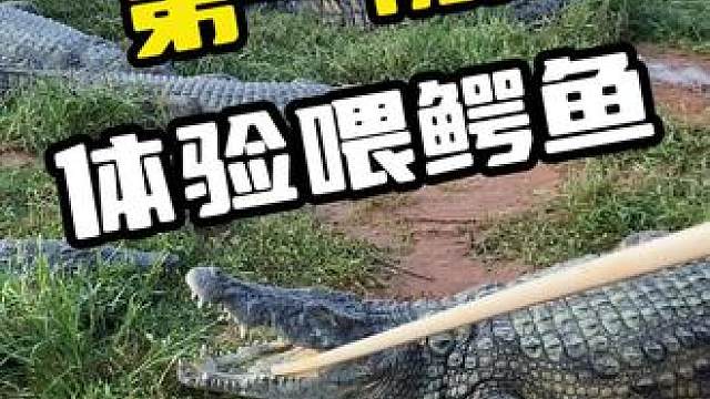 第一视角体验喂鳄鱼#鳄鱼 #鳄珍 #鳄鱼养殖场 #鳄鱼皮带