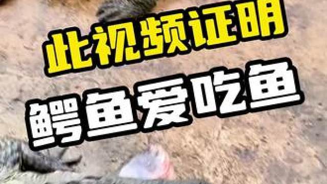 此视频证明，鳄鱼爱吃鱼#鳄鱼 #鳄珍 #鳄鱼养殖场 #鳄鱼皮带