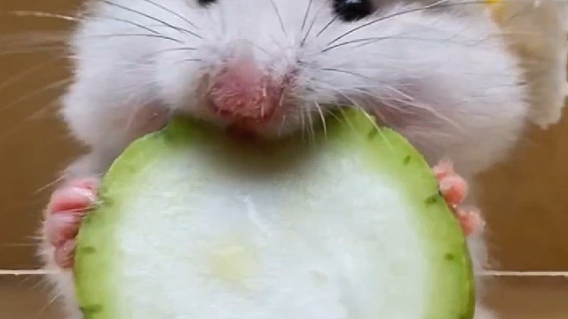 沉浸式吃丝瓜片