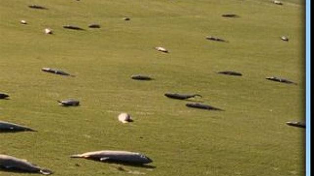 三个傻小子为了赚钱还债，竟然在草地里种鱼，爆笑《三个臭皮匠》 #电影解说