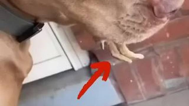 不听话了狗狗#狗狗的迷惑行为 #动物的迷惑行为