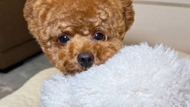 日常发疯？？ #萌宠日常记录 #狗狗 #狗狗的迷惑行为 #水灵灵的小狗