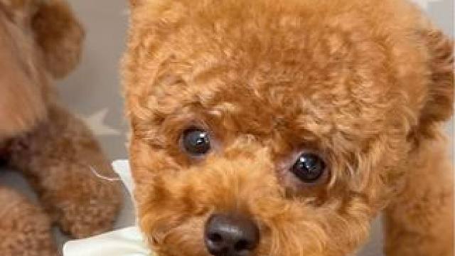 狗狗喝水不湿嘴毛的必备好物！ #萌宠日常记录 #狗子成精了 #萌宠好物 #不湿嘴宠物水碗