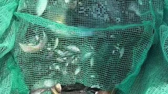 东南亚乡村美食 #东南亚八面佛 #原始美味 #东南亚美食 #我的钓鱼日记 #野钓也是一种乐趣