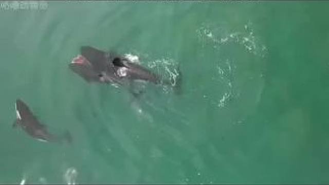 幸福的日子，就是吃饱了撑着去睡觉