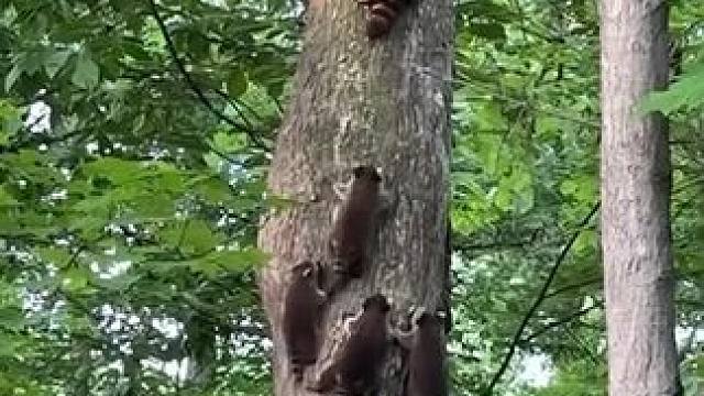 跟着妈妈学爬树
#小浣熊 #小浣熊是我的万能心情 #干脆面君 #野生动物零距离 #以闪亮之名人鱼幻歌