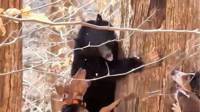 国外猎人深山驱赶黑熊 #荒野求生 #动物世界 #纪录片解说