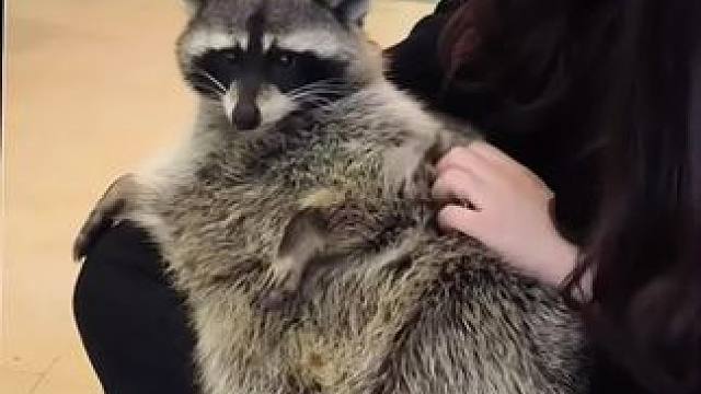 一辆干脆面！#干脆面君 #小浣熊 #小浣熊是我的万能心情 #动物的迷惑行为 #吉利银河e5全球上市 