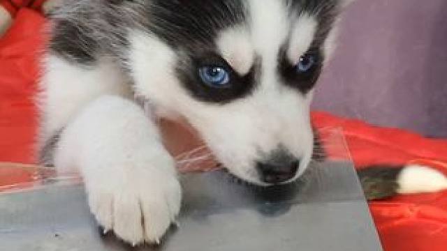 二哈拆家成瘾，当主人拿出菜刀警告后，傻狗的反应把我肺都笑炸了 #二哈 #拆家小能手 #哈士奇 #神奇