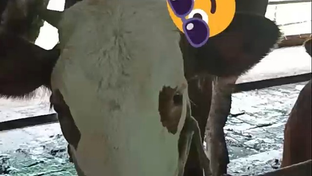 都说牛牛舌头长，今天带大家看看牛牛吐舌