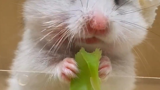 沉浸式吃西兰花