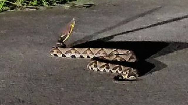 还好我是本地的，差点在路上过夜了！#真实户外 #野生动物零距离 #户外 #极限运动 #万物皆有灵性