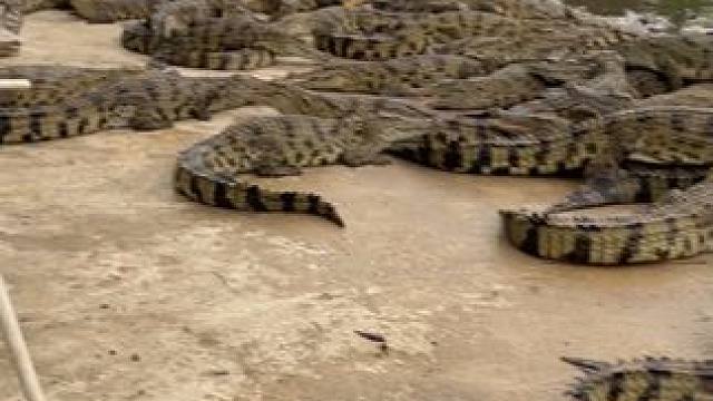 鳄鱼鳄鱼酒 唇齿间的奢华体验